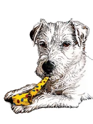 Geburtstags-Parson-Hund auf Weiß, 2020