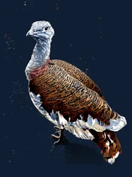 Großtrappe auf Mitternachtsblau, 2020