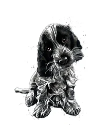 Rosie der Cocker Spaniel auf Weiß