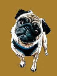 Teddy der Mops auf Goldgelb