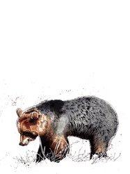 Der Bär auf Weiß