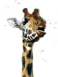 Die Giraffe auf Weiß