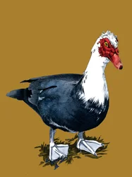 Die Moschusente auf Goldgelb, 2020