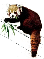 Der rote Panda auf Weiß, 2020