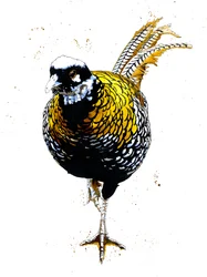 Der Reeves-Fasan auf Weiß