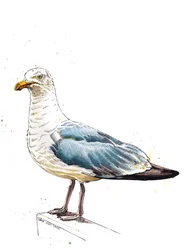 Die Möwe auf Weiß, 2020