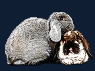 Denkanstoß Hasen auf Mitternachtsblau, 2020