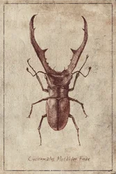 Antike Käferillustration