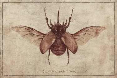 Eupatorus Gracilicornis Kopie
