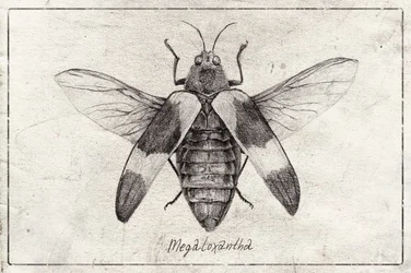 Komplexe Insektenskizze
