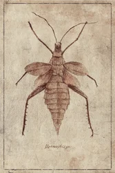 Vintage Insektenillustration