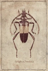 Vintage Insektenskizze
