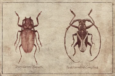 Vintage Insekten Duo