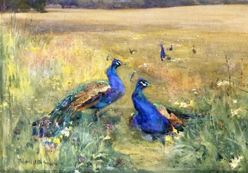 Pfauen auf einem Feld
