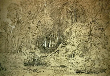 Eine Lichtung im Wald