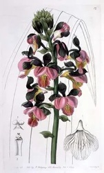 Orchis Lissochilus Roseus, veröffentlicht von I. Ridgway