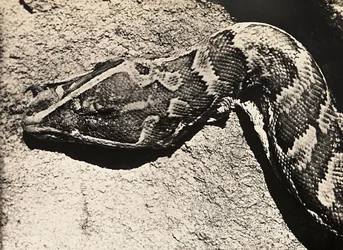 „Ein Imperium aufbauen“ im faschistischen Zeitalter: Kopf einer Python, 09.05.1936