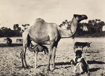 Nomaden, 09/05/1936
