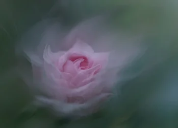 Träumende rosa Rose
