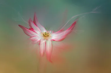 Ätherische Rosa Blume