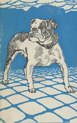 Bulldogge, 1912