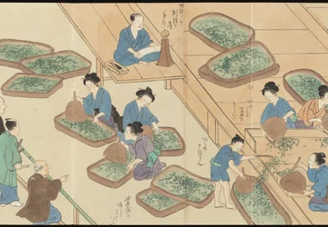 Illustrationen der Uji-Teeproduktion