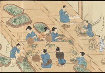 Illustrationen der Uji-Teeproduktion