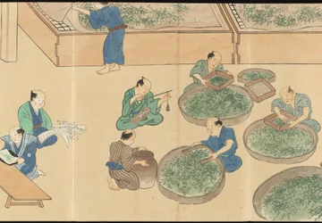 Illustrationen der Uji-Teeproduktion