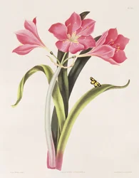 Amaryllis purpurea, Platte 39 aus 