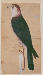 Falke
