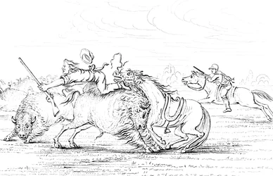 Büffel greift einen Cowboy auf einem Pferd an, 1841