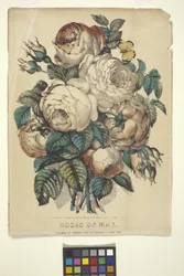 Rosen des Mai