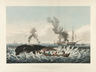 Der Walfang: Angriff auf einen Pottwal... und 