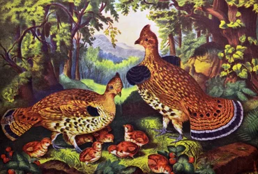Die glückliche Familie, Raufußhühner und Junge