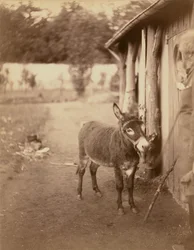 Sénart, der Esel Biribi
