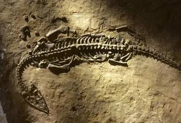 Fotografie eines marinen Wirbeltierfossils aus der Triaszeit von einem Pachypleurosaurus
