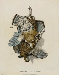 Amerikanisches Federwild - Rebhühner