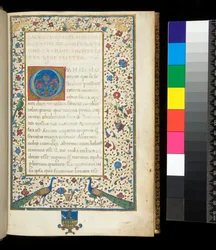 Ms 336. Sallust, Catilina und Jugurtha, f.1r. Vollständig illuminierter Rand mit Pfauen, Kaninchen, grünen Sittichen und einer Taube