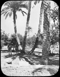 General Gordons Garten, Khartum, Sudan, ca. 1890