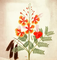 Blumenstudie, ca. 1840