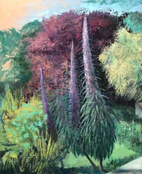 Drei Echiums