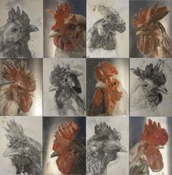 Grillhähne, 2019