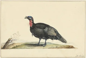 Vogel mit schwarzen Federn und einem roten Kropf, stehend, nach links