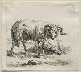 Animalia: Widder und Schafe