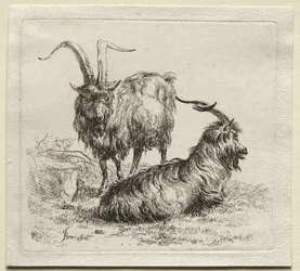 Animalia: Zwei Ziegen