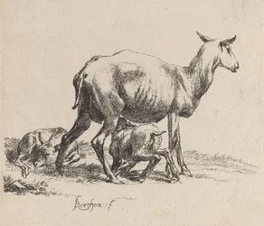 Mutterschaf säugt ihr Lamm