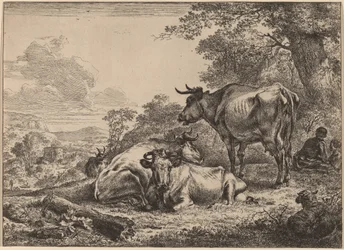 Ruhende Kühe
