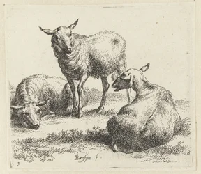 Drei Schafe. Animalia ad vivum delineata et aqua forti aeri impressa Studio et Arte Nicolai Berchemi