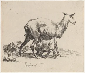 Mutterschaf, das ihr Lamm säugt