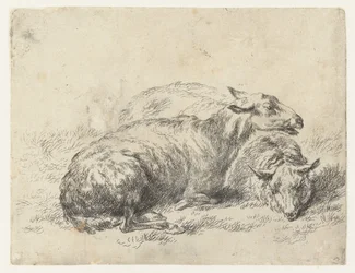 Zwei liegende Schafe (Serie: Animalia ad vivum delineata et aqua forti aeri impressa Studio et Arte Nicolai Berchemi)